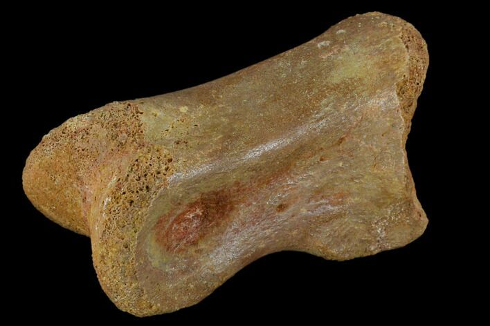 Fossil Theropod Phalange (Toe Bone) - Morocco #116856